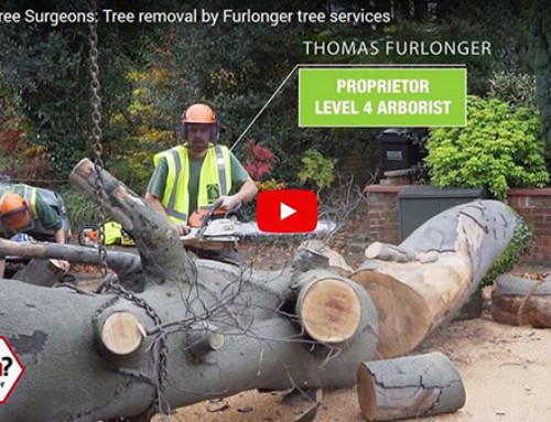 Furlonger Tree Surgeons